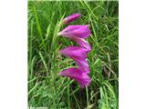 Močvirski meček (Gladiolus palustris)