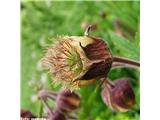 Potočna sretena (Geum rivale), Kokrsko sedlo, Slovenija.