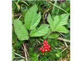 Skalna robida (Rubus saxatilis), Prehodavci, Slovenija.