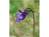 Navadna mastnica (Pinguicula vulgaris), Hotedršica, Slovenija.