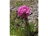 Alpska lučca (Lychnis alpina), Col de l'Iseran, Francija. 