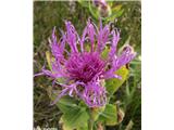 Enokoškasti glavinec (Centaurea uniflora), NP Vanoise, Francija.