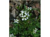 Gozdna penuša (Cardamine flexuosa)