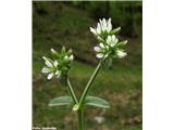 Klobčasta smiljka (Cerastium glomeratum)