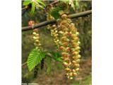 Navadni gaber (Carpinus betulus), moške mačice.