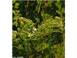 Enovrati glog (Crataegus monogyna), Slovenija.