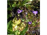 Navadna mastnica (Pinguicula vulgaris)