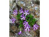 Najmanjši jeglič (Primula minima), Komen, Slovenija.