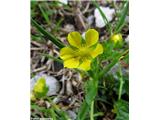 Braunejev petoprstnik (Potentilla brauneana)