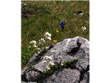 Bohinjski repnjak (Arabis vochinensis), Kofce, slovenija.