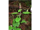 Gozdni čišljak (Stachys sylvatica)