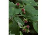 Arctium nemorosum