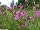 Navadna smolnica (Lychnis viscaria), Koroška, Slovenija.