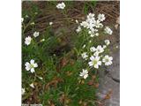 Toga smiljka (Cerastium strictum), Krnsko območje, Slovenija.