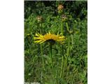 Vrbovolistni oman (Inula salicina), Vače, Slovenija.