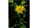 Vrbovolistni oman (Inula salicina), Vače, Slovenija.