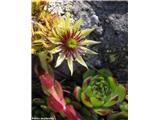 Velecvetni netresk (Sempervivum grandiflorum), Breuil-Cervinia, Italija.