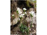 Nizki repnjak (Arabis bellidifolia), Kamniški vrh, Slovenija.