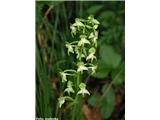 Platanthera chlorantha