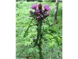 Močvirski osat (Cirsium palustre), Klemenčevo, Slovenija.