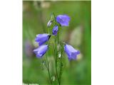 Witasekina zvončica (Campanula witasekiana)