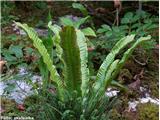 Jelenov jezik (Phyllitis scolopendrium) jeseni.