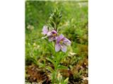 Grmičasti jetičnik (Veronica fruticulosa), Krnsko pogorje, Slovenija.