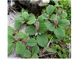 Mrežolistna vrba (Salix reticulata), Pordoi, Italija.