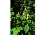 Lepljiva kadulja (Salvia glutinosa)