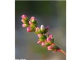 Breskova dresen (Polygonum persicaria)