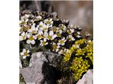 Burserjev kamnokreč (Saxifraga burseriana), Vajnež, Slovenija. V družbi z vednozeleno gladnico.