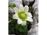 Mala vetrnica (Anemone baldensis), Dovška vrata, Slovenija.