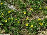 Braunejev petoprstnik (Potentilla brauneana), pri Češki koči, Slovenija.