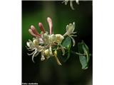 Kovačnik (Lonicera caprifolium)
