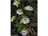 Alpska mastnica (Pinguicula alpina)