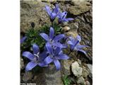 Ceniška zvončica (Campanula cenisia), NP Gran Paradiso, Italija.