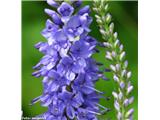 Dolgolistni jetičnik (Veronica maritima), okolica Ljubljane, Slovenija.