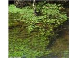 Navadni žabji las (Callitriche palustris), osrednja Slovenija.