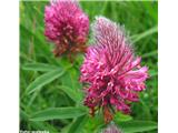 Škrlatnordeča detelja (Trifolium rubens), Kamniški vrh, Slovenija.