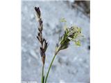 Pisana vilovina (Sesleria caerulea agg.), Kamniški vrh, Slovenija.