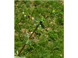 Navadna lakota (Galium mollugo)