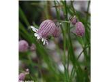 Meliščna pokalica (Silene vulgaris subsp. glareosa), Dolomiti, Italija.