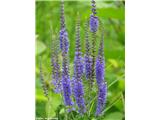 Dolgolistni jetičnik (Veronica maritima), okolica Ljubljane, Slovenija.