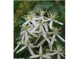 Pokončni srobot (Clematis recta), Kamniški vrh, Slovenija.