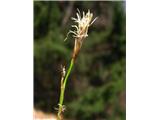 Nizki šaš (Carex humilis)