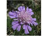 Travnolistni grintavec (Scabiosa graminifolia), Čaven, Slovenija.