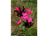 Krvavordeči klinček (Dianthus sanguineus)