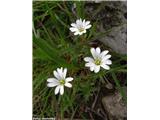 Toga smiljka (Cerastium strictum), Kamniško sedlo, Slovenija.