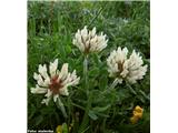 Noriška detelja (Trifolium noricum), nad planino Pecol, Italija.