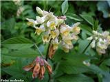 Širokolistna grašica (Vicia oroboides), Soteska Bohinj, Slovenija.